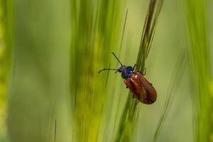 Megischia curvipes wheat insect close up macro photo