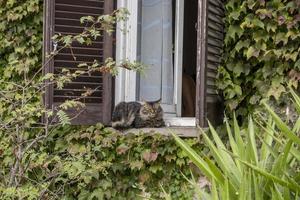 cat at the window relaxing in rome looking at you photo