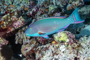 parrot fish portrait while diving in indian ocean of maldives photo