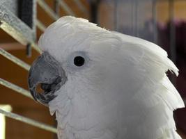 Cacatua bird in a cage photo