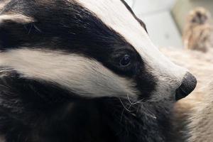 stuffed brock badger animal photo