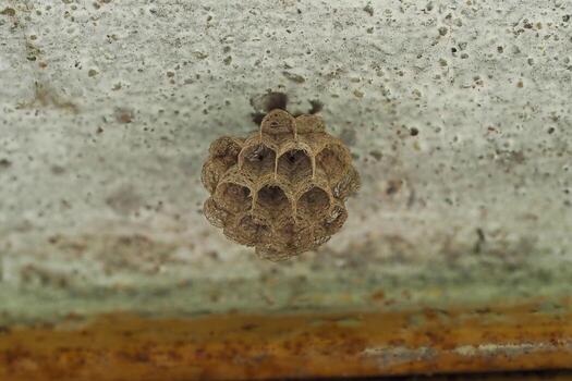 wasp nest macro photo