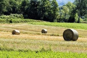 harvested hay ball in the field in summer photo