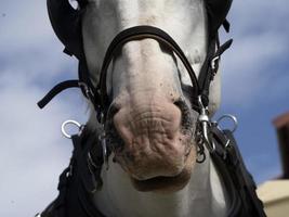 draft working horse close up detail photo