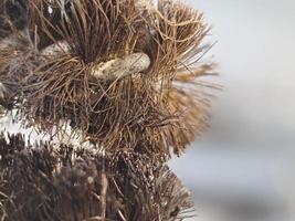 barbeque iron brush cleaner macro photo