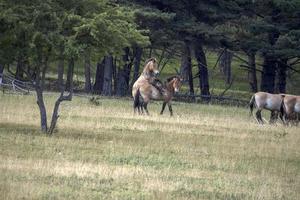 przewalski horse portrait in summer male stallion fighting photo