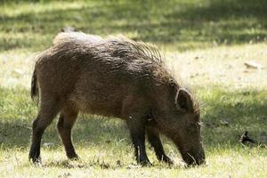 wild boar portrait in the forest in summer photo