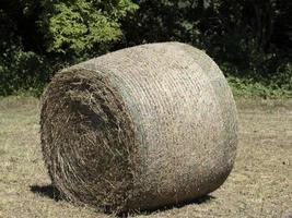 harvested hay ball in the field in summer photo