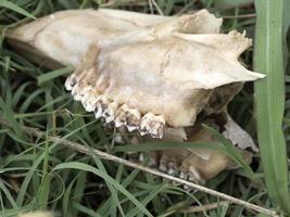 Fallow deer skeleton bones eaten by wold and covered by worms photo