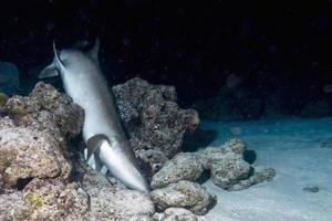 Nurse Shark close up on black at night photo