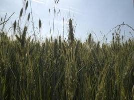 campo de trigo de Ucrania listo para cosechar foto