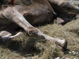 Dromedary knee and leg detail close up photo