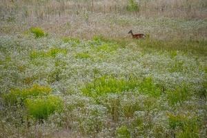 Fallow deer on green forest background photo