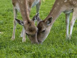 fallow deer eating grass in dolomites photo