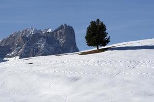 isolated pine tree silhouette on snow in mountains photo