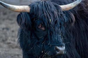 montañés escocia vaca peluda nariz congelada foto