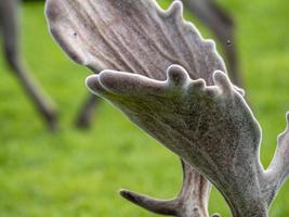 fallow deer horn detail on grass in dolomites photo