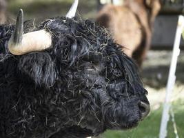 Highlander scotland hairy cow yak detail photo