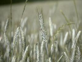 campo de trigo de Ucrania listo para cosechar foto