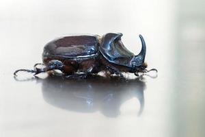 Rhino Scarab bug beetle insect photo