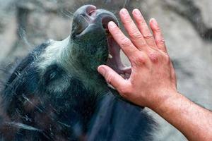 mano en la ventana con el oso asiático negro perezoso foto