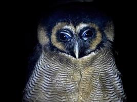 red legged owl portrait looking at you isolated on black photo