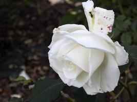 Rare rose flower at cultivation garden species Memoire photo