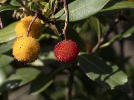 Strawberry fruit tree in Liguria, Italy photo