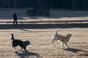 happy dogs running to you photo