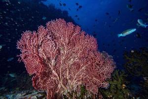 gran gorgonia buceo indonesia foto