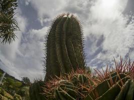 Detalle de primer plano de cactus foto