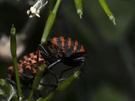 Graphosoma italicum bug beetle insect macro photo