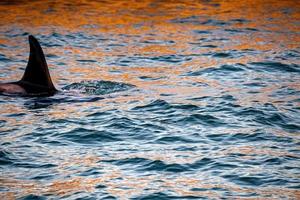 orca orca en el mar mediterráneo al atardecer foto