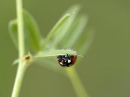 Ladybug detail close up macro photo