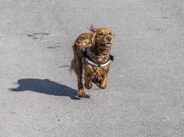 cachorro perro joven cocker spaniel inglés mientras corre foto