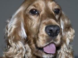 happy puppy dog cocker spaniel portrait photo