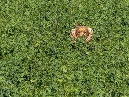 Cachorro feliz cocker spaniel en la hierba verde foto