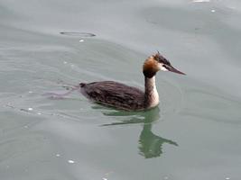Grebe bird while swimming in garda lake photo