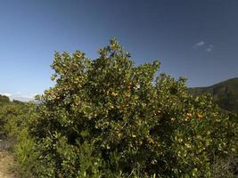 árbol frutal de fresa en liguria, italia foto