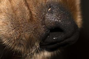 dog nose close up macro cocker spaniel photo