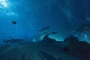 diving in shark infested water at night on alimatha maldives site photo