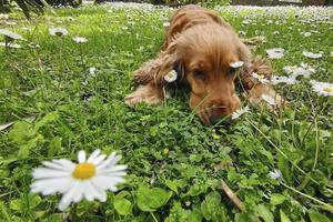 dog cocker spaniel in daisy flower field photo