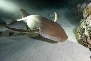 Nurse Shark close up on black at night photo