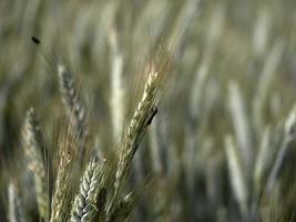 ukraine wheat field ready to harvest photo