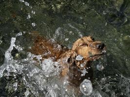 perro cocker spaniel nadando en el agua foto