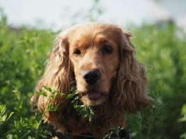 happy dog cocker spainel in the green grass field photo