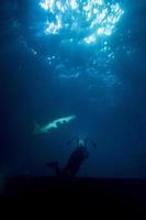 bucear en agua infestada de tiburones por la noche en el sitio de alimatha maldives foto