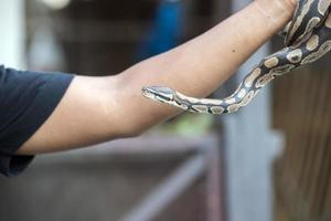 Python snake portrait coming to you photo