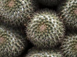 Cactus close up detail photo