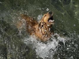 cocker spaniel dog swimming in the water photo